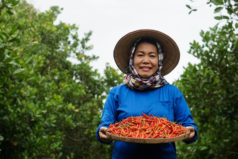 Fresh Thai Chillis Are The Main Ingredient Of Sriracha Sauce.